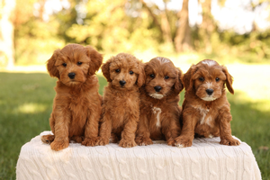 F1B Mini Goldendoodles